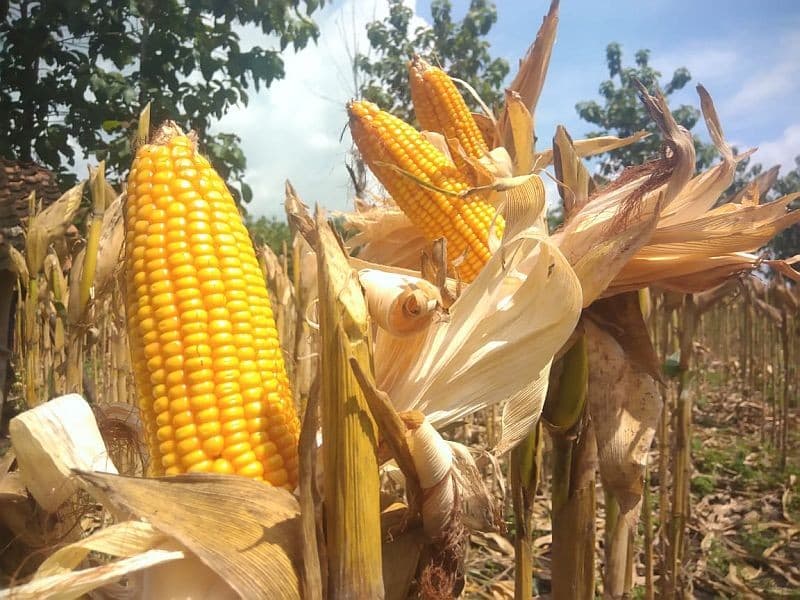 Prabowo Terbitkan Inpres Perkuat Cadangan Jagung, Targetkan Pengadaan 1 Juta Ton Prabowo Terbitkan Inpres Perkuat Cadangan Jagung, Targetkan Pengadaan 1 Juta Ton