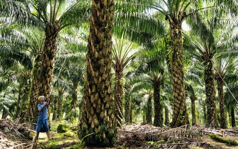 Volume Ekspor Produk Minyak Sawit Tumbuh 9,5 Persen Jadi 32,3 Juta Ton Volume Ekspor Produk Minyak Sawit Tumbuh 9,5 Persen Jadi 32,3 Juta Ton