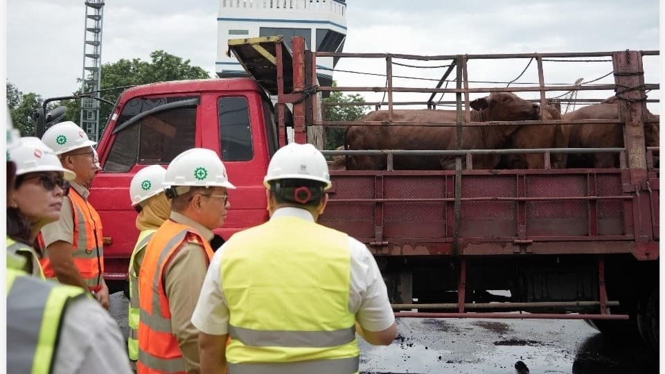 3.100 Sapi Hidup Australia Tiba di Priok, Stok Daging Dijamin Aman Selama Lebaran 2026 3.100 Sapi Hidup Australia Tiba di Priok, Stok Daging Dijamin Aman Selama Lebaran 2026