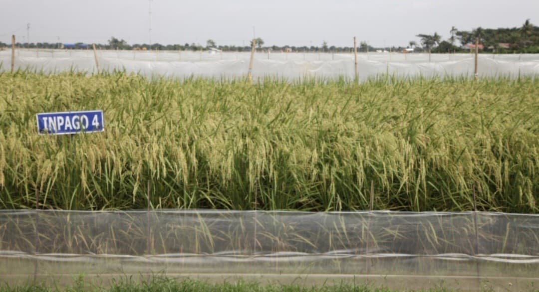 Antisipasi Musim Kemarau, Kementan Dorong Petani Manfaatkan Varietas Padi Adaptif Antisipasi Musim Kemarau, Kementan Dorong Petani Manfaatkan Varietas Padi Adaptif