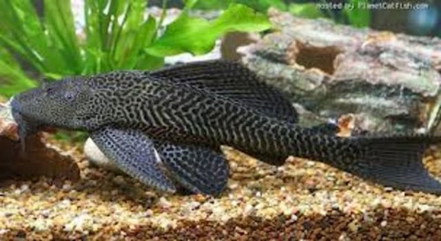 Ikan Sapu-sapu Rusak Ekosistem, Pramono Gelar Pembersihan Serentak pada Jumat Ikan Sapu-sapu Rusak Ekosistem, Pramono Gelar Pembersihan Serentak pada Jumat