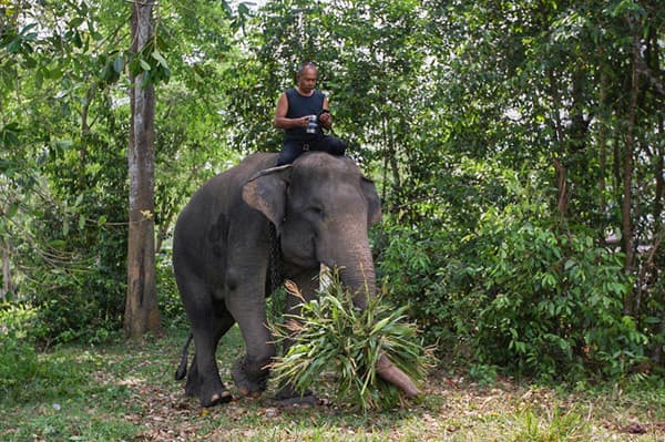 Akhiri Konflik Manusia-Gajah, Pembatas Permanen Sepanjang 138 Km Segera Dibangun di Way Kambas Akhiri Konflik Manusia-Gajah, Pembatas Permanen Sepanjang 138 Km Segera Dibangun di Way Kambas