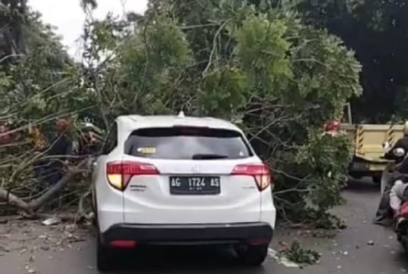 Ngeri! Pohon Tumbang di Cilandak Timur Jaksel Timpa Mobil, Tak Ada Korban Ngeri! Pohon Tumbang di Cilandak Timur Jaksel Timpa Mobil, Tak Ada Korban