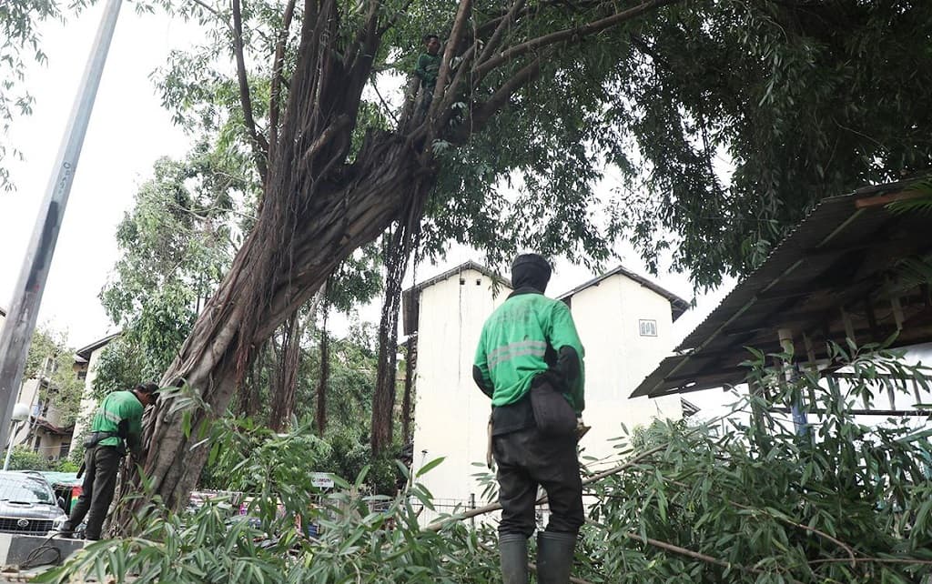 Rawan Tumbang, 1.743 Pohon di Jakarta Pusat Dipangkas Rawan Tumbang, 1.743 Pohon di Jakarta Pusat Dipangkas