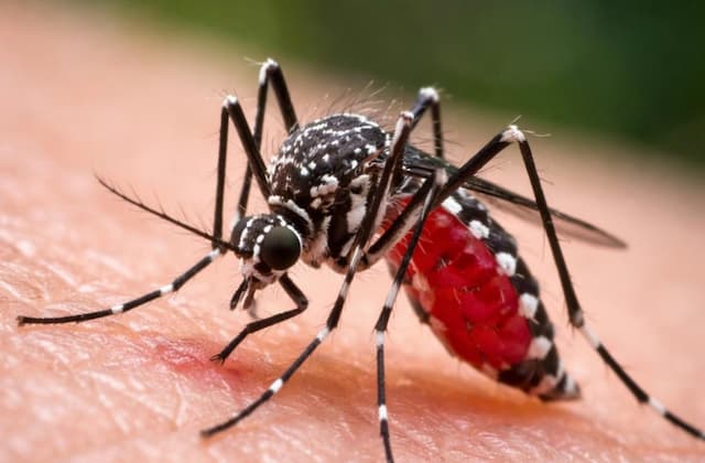 Kasus DBD Masih Tinggi, Indonesia Catat Lebih dari 1 Juta Kasus Kasus DBD Masih Tinggi, Indonesia Catat Lebih dari 1 Juta Kasus