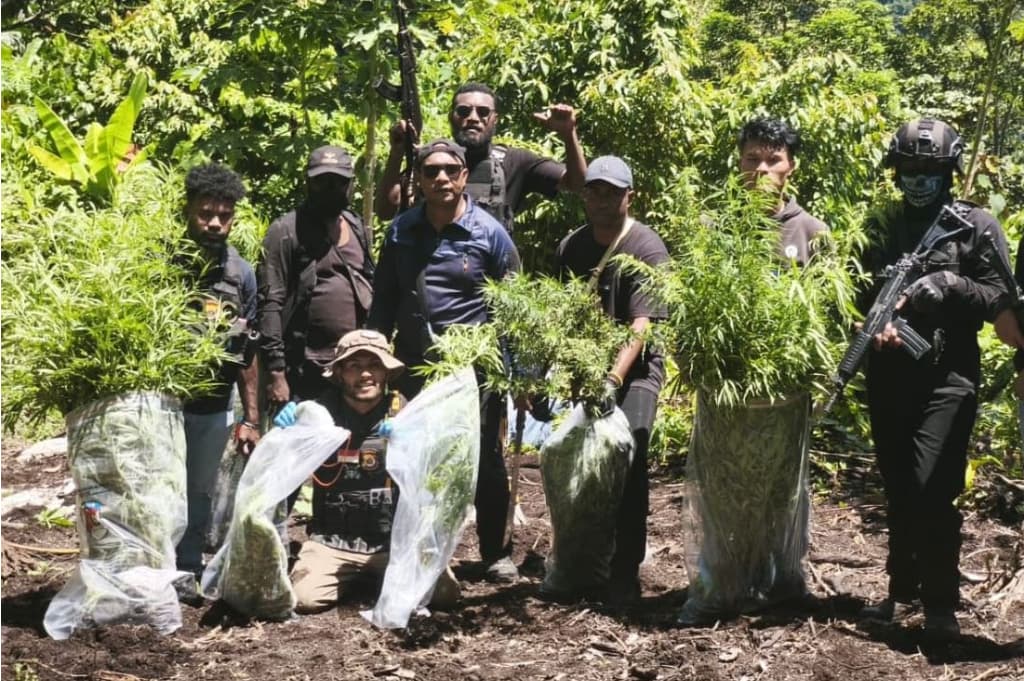 Mengejutkan! Ladang Ganja Ditemukan di Pegunungan Mamberamo Tengah Mengejutkan! Ladang Ganja Ditemukan di Pegunungan Mamberamo Tengah