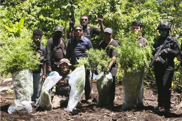 Mengejutkan! Ladang Ganja Ditemukan di Pegunungan Mamberamo Tengah Mengejutkan! Ladang Ganja Ditemukan di Pegunungan Mamberamo Tengah