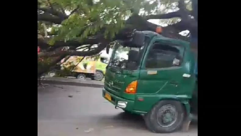 Diterjang Angin Kencang, Pohon Besar Tumbang Timpa Truk di Pantura Cirebon Diterjang Angin Kencang, Pohon Besar Tumbang Timpa Truk di Pantura Cirebon