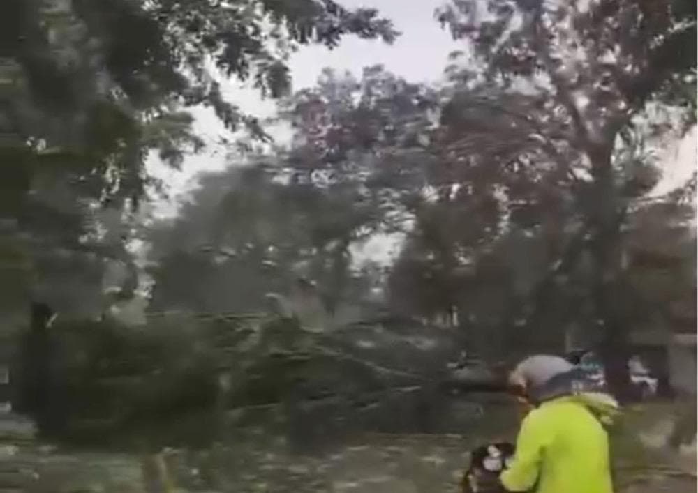Hujan Badai Terjang Bekasi Bikin Pohon Tumbang hingga Rumah Rusak Hujan Badai Terjang Bekasi Bikin Pohon Tumbang hingga Rumah Rusak