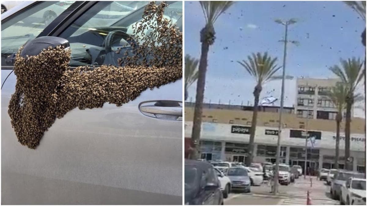 Viral Video Israel Diserang Jutaan Lebah, Mengerikan! Viral Video Israel Diserang Jutaan Lebah, Mengerikan!
