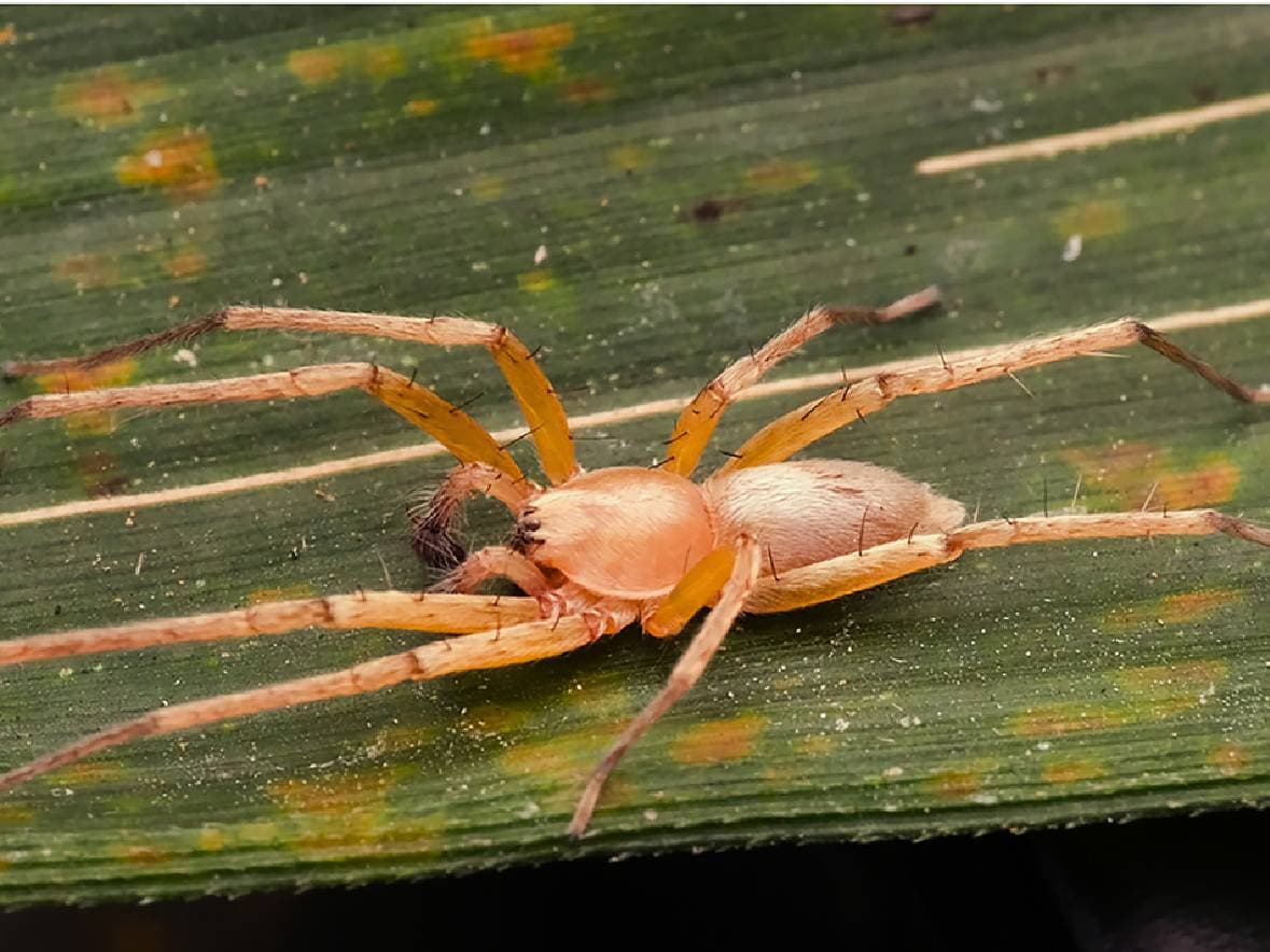 Laba-Laba Hantu Pertama di Asia Tenggara Ditemukan di Pulau Jawa Laba-Laba Hantu Pertama di Asia Tenggara Ditemukan di Pulau Jawa