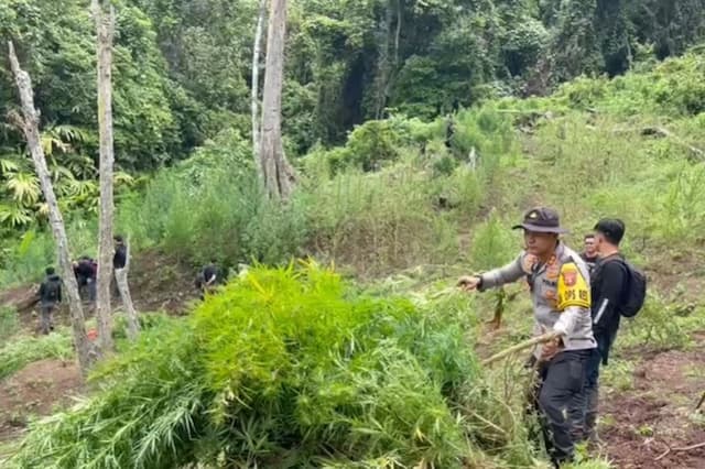 Polisi Bongkar Ladang Ganja 20 Ha di Empat Lawang Sumsel, 220 Kg Disita Polisi Bongkar Ladang Ganja 20 Ha di Empat Lawang Sumsel, 220 Kg Disita