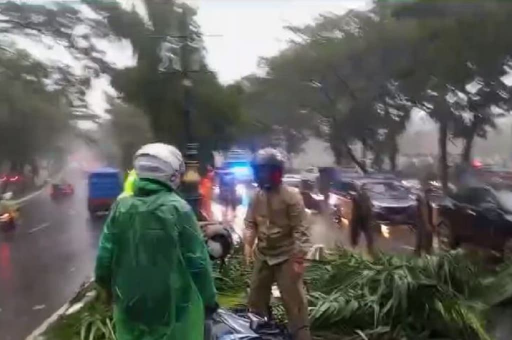Detik-Detik Pohon Tumbang di Cibinong Bogor, Pengendara Motor Tewas Tertimpa Detik-Detik Pohon Tumbang di Cibinong Bogor, Pengendara Motor Tewas Tertimpa