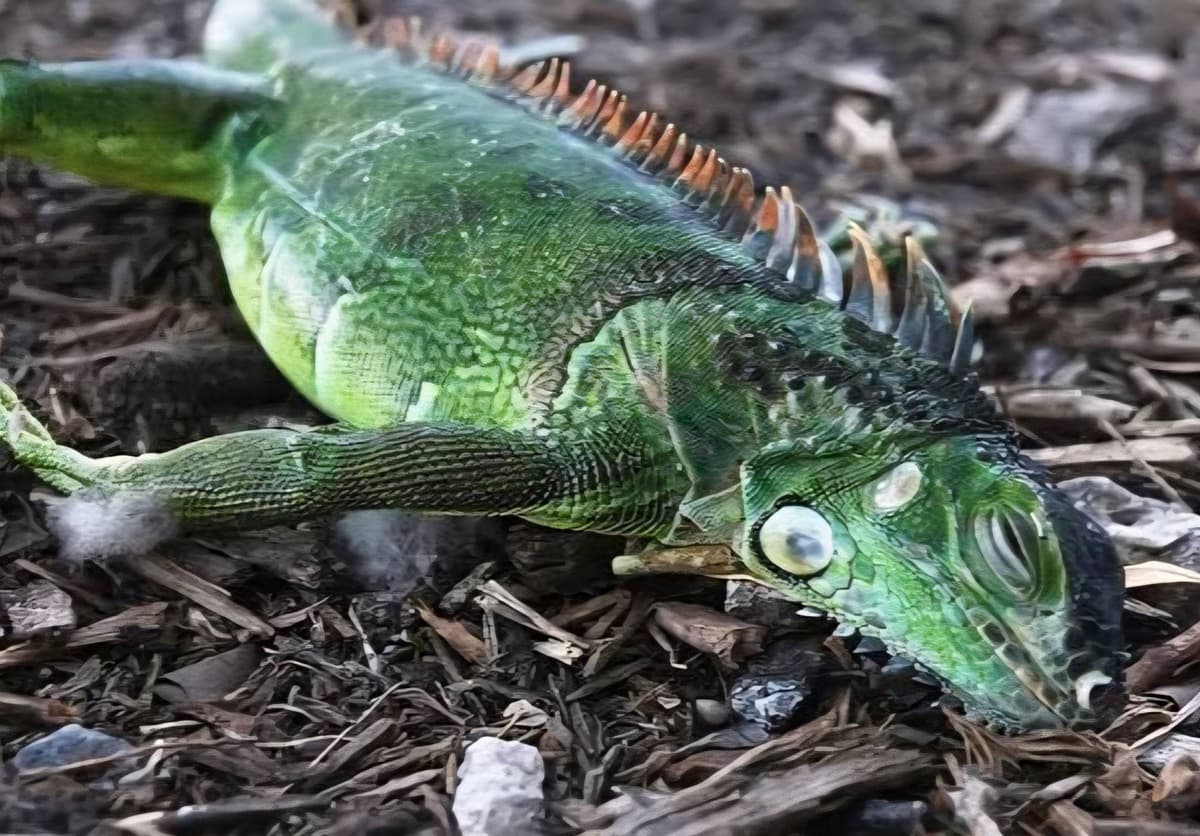 Viral, Fenomena Langka ‘Hujan Iguana’ Gara-gara Cuaca Ekstrem di Florida Viral, Fenomena Langka ‘Hujan Iguana’ Gara-gara Cuaca Ekstrem di Florida