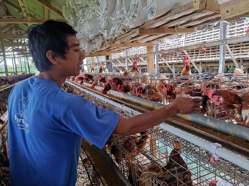 Harga Pakan Meroket, Peternak Ayam Teriak Telur Hanya Rp21.000 Harga Pakan Meroket, Peternak Ayam Teriak Telur Hanya Rp21.000