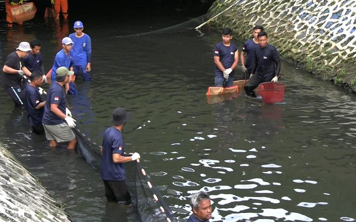 Pemprov DKI Siapkan Operasi Bersih Ikan Sapu-Sapu di Seluruh Kali Jakarta Pemprov DKI Siapkan Operasi Bersih Ikan Sapu-Sapu di Seluruh Kali Jakarta