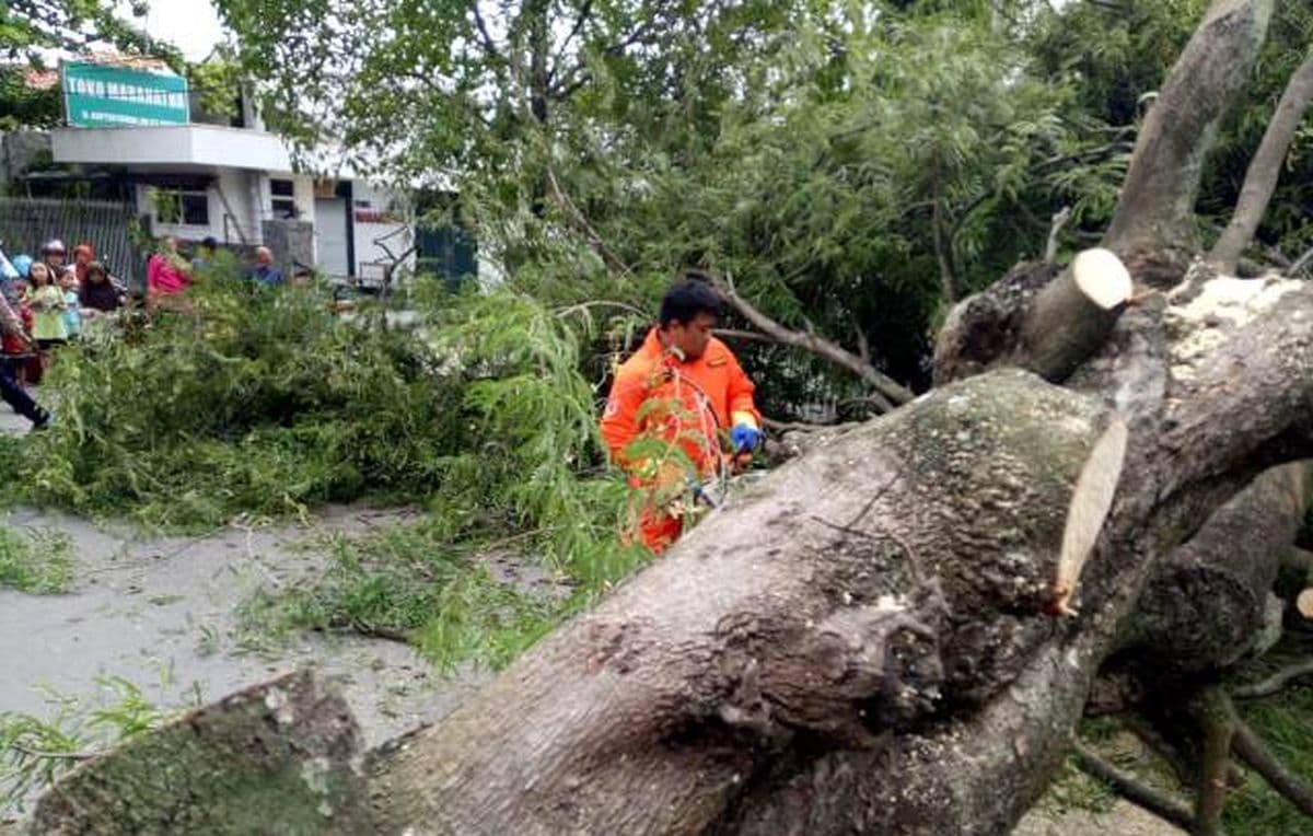 BPBD DKI Catat 4 Pohon Tumbang di Jaktim dan Jaksel, Satu Mobil Terdampak BPBD DKI Catat 4 Pohon Tumbang di Jaktim dan Jaksel, Satu Mobil Terdampak