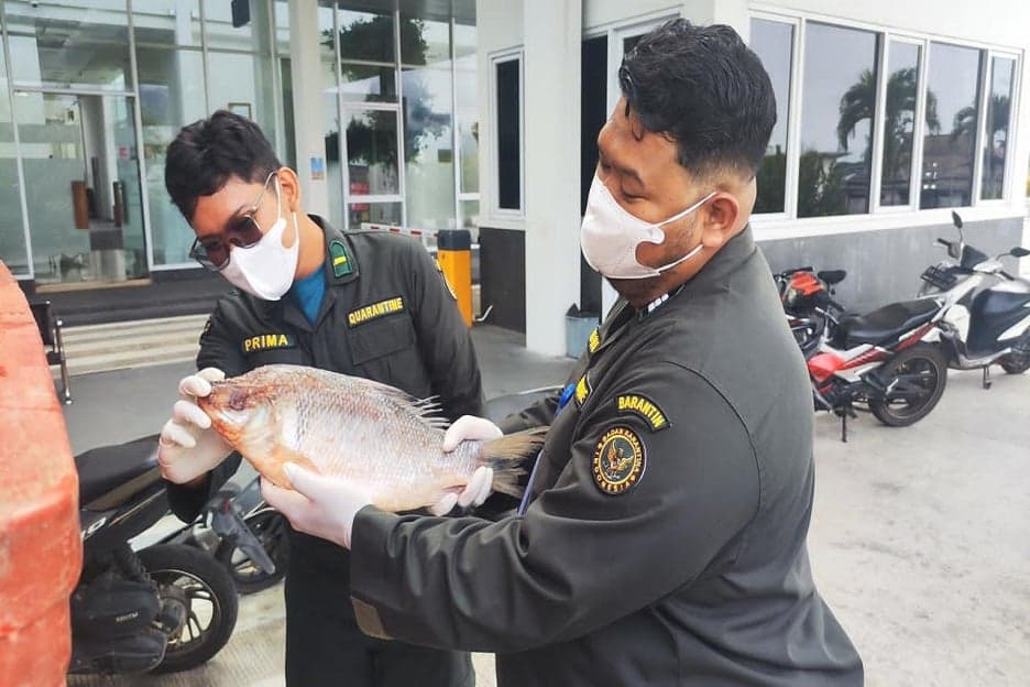 BNPP Fasilitasi Pengiriman Ikan ke Sarawak melalui PLBN Badau BNPP Fasilitasi Pengiriman Ikan ke Sarawak melalui PLBN Badau
