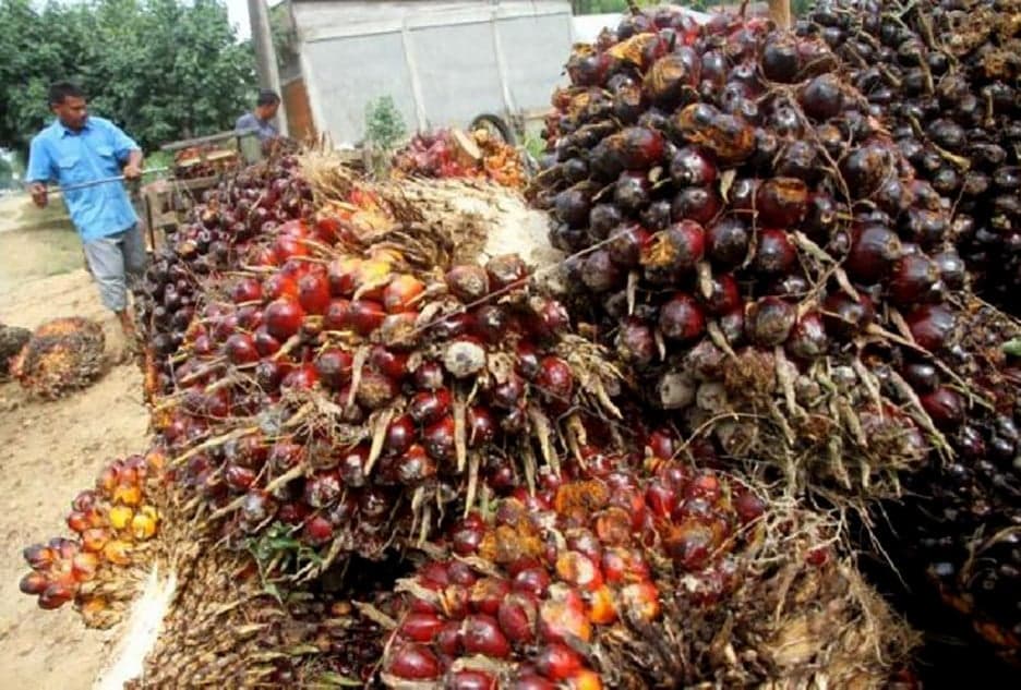 Sawit Jadi Tameng Energi Indonesia di Tengah Konflik Timur Tengah, Ini Buktinya Sawit Jadi Tameng Energi Indonesia di Tengah Konflik Timur Tengah, Ini Buktinya