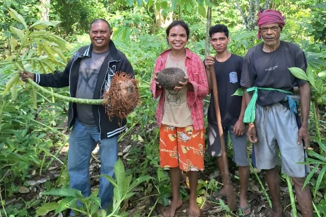 Anggota DPRD Sumba Barat Daya Stefanus Sosa Bantu Petani Porang Raih Harga Layak Anggota DPRD Sumba Barat Daya Stefanus Sosa Bantu Petani Porang Raih Harga Layak