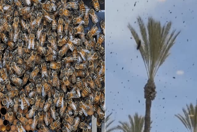 Viral! Puluhan Ribu Lebah Serang Israel dan Kepung Pesawat Militer, Dianggap Hukuman Tuhan Viral! Puluhan Ribu Lebah Serang Israel dan Kepung Pesawat Militer, Dianggap Hukuman Tuhan