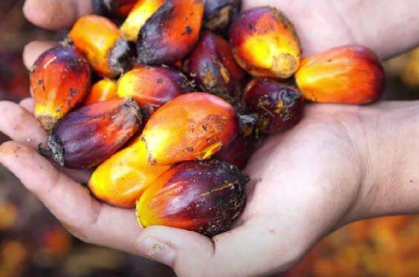 Harga CPO Mendaki, Didorong Kekhawatiran Output Indonesia Harga CPO Mendaki, Didorong Kekhawatiran Output Indonesia