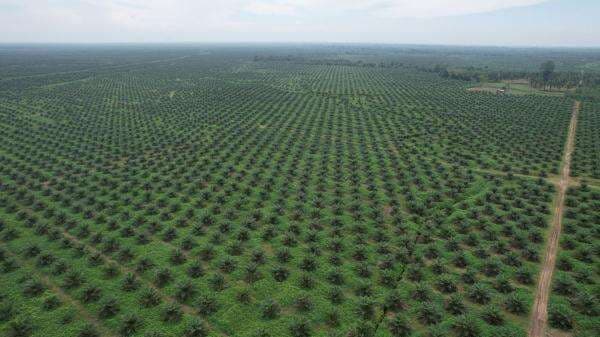 Ditopang Sawit, Ini Bukti Aset BUMN Perkebunan Makin Produktif Ditopang Sawit, Ini Bukti Aset BUMN Perkebunan Makin Produktif