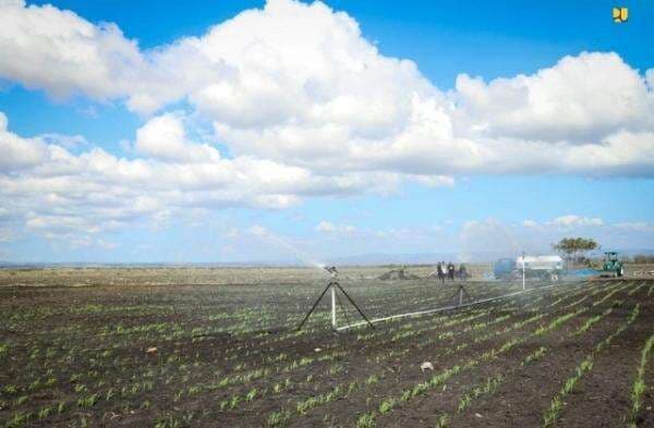 Kualitas Tanah di Merauke Lebih Baik dari Australia, Diklaim Cocok untuk Food Estate Kualitas Tanah di Merauke Lebih Baik dari Australia, Diklaim Cocok untuk Food Estate