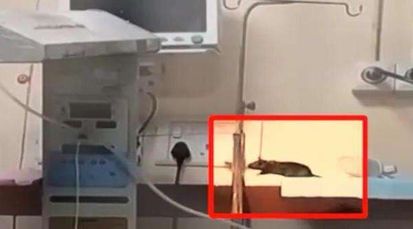 Viral Tikus Berkeliaran di Ruang NICU, 2 Bayi Meninggal Viral Tikus Berkeliaran di Ruang NICU, 2 Bayi Meninggal