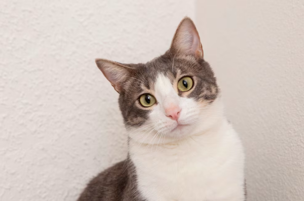 5 Tips Meninggalkan Hewan Peliharaan saat Mudik Lebaran 5 Tips Meninggalkan Hewan Peliharaan saat Mudik Lebaran