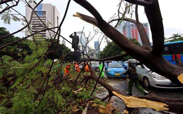 Cuaca Ekstrem, Ratusan Pohon Rawan Tumbang di Jakarta Ditebang Cuaca Ekstrem, Ratusan Pohon Rawan Tumbang di Jakarta Ditebang