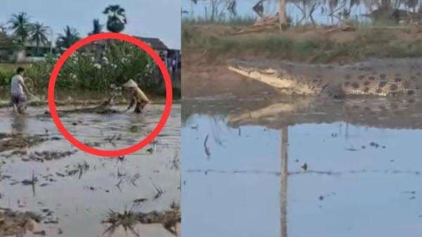 Buaya 4 Meter Nyaris Terkam Warga saat Berusaha Ditangkap, Damkar Pangkep Lakukan Evakuasi Buaya 4 Meter Nyaris Terkam Warga saat Berusaha Ditangkap, Damkar Pangkep Lakukan Evakuasi