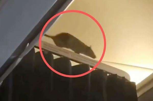 Ada-Ada Saja! Tikus Nongol di Pesawat Bikin Heboh Penumpang Ada-Ada Saja! Tikus Nongol di Pesawat Bikin Heboh Penumpang