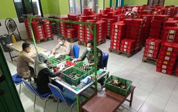 Salak Jateng Kembali Menembus Pasar Tiongkok, Nilai Ekspor Capai Rp1,8 Miliar Salak Jateng Kembali Menembus Pasar Tiongkok, Nilai Ekspor Capai Rp1,8 Miliar