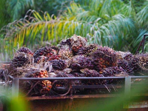 Harga CPO Anjlok Nyaris 3 Persen dalam Sepekan Harga CPO Anjlok Nyaris 3 Persen dalam Sepekan