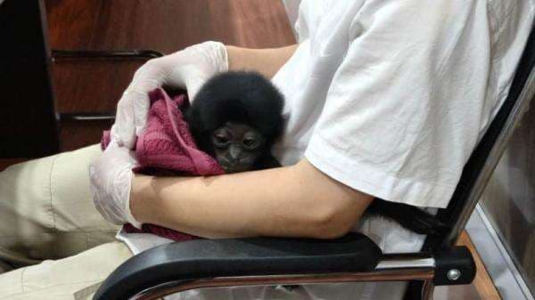 Polisi Ungkap Perdagangan Owa Siamang di Pekan Baru, 1 Ekor Dijual 10 Juta Polisi Ungkap Perdagangan Owa Siamang di Pekan Baru, 1 Ekor Dijual 10 Juta