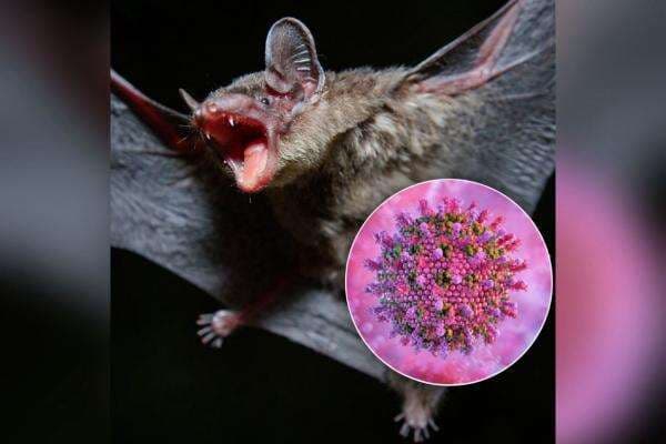 Virus Nipah Menyerang Negara Tetangga Indonesia, Wajib Waspada! Virus Nipah Menyerang Negara Tetangga Indonesia, Wajib Waspada!