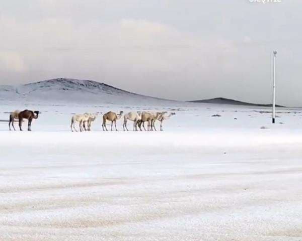 Viral, Hujan Salju di Arab Saudi Ubah Gurun Jadi Putih Berselimut Kristal Es Viral, Hujan Salju di Arab Saudi Ubah Gurun Jadi Putih Berselimut Kristal Es