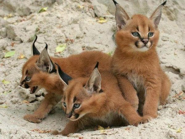 9 Fakta Kucing Caracal yang Berani Menyerang Tentara Israel dan Dijuluki Agen Hamas 9 Fakta Kucing Caracal yang Berani Menyerang Tentara Israel dan Dijuluki Agen Hamas