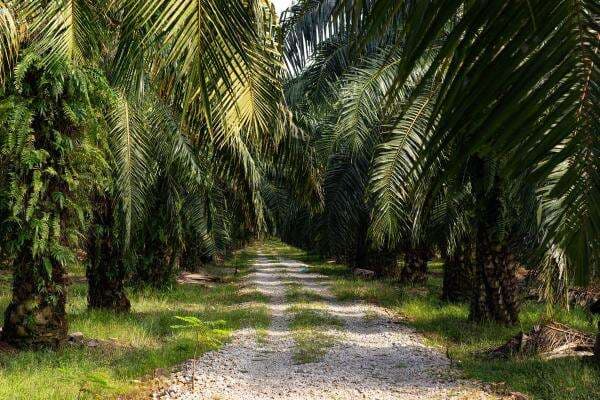 Daftar 10 Provinsi Penghasil Kelapa Sawit Terbesar di Indonesia Daftar 10 Provinsi Penghasil Kelapa Sawit Terbesar di Indonesia