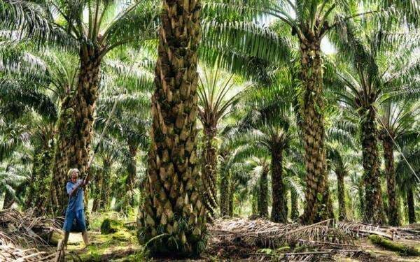 BPDP Targetkan Peremajaan Sawit Rakyat 120 Ribu Hektare di 2026 BPDP Targetkan Peremajaan Sawit Rakyat 120 Ribu Hektare di 2026