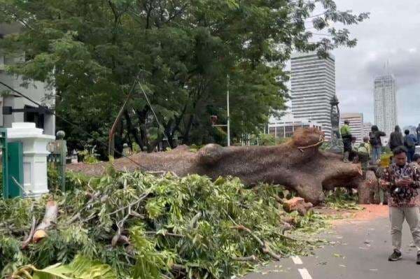 Pohon Tumbang di Dekat Bundaran Senayan, Jalur Blok M Arah Sudirman Ditutup Sementara Pohon Tumbang di Dekat Bundaran Senayan, Jalur Blok M Arah Sudirman Ditutup Sementara