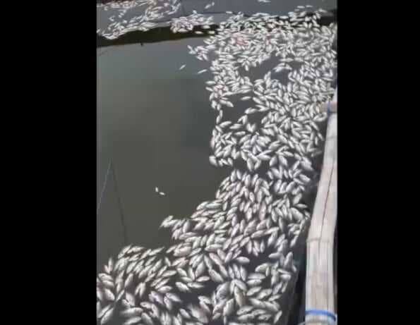 Geger! Ribuan Ikan di Danau Grati Pasuruan Mati Mendadak, Ini Penyebabnya Geger! Ribuan Ikan di Danau Grati Pasuruan Mati Mendadak, Ini Penyebabnya