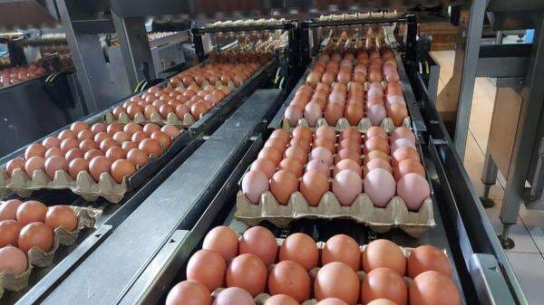 Kementan Catat Produksi Telur Surplus, RI Siap Ekspor 1,6 Juta Butir Telur ke AS Kementan Catat Produksi Telur Surplus, RI Siap Ekspor 1,6 Juta Butir Telur ke AS