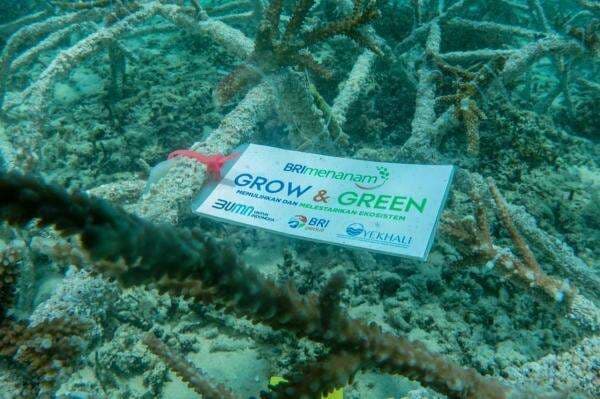 BRI Menanam Grow & Green Lakukan Transplantasi Terumbu Karang di NTB BRI Menanam Grow & Green Lakukan Transplantasi Terumbu Karang di NTB