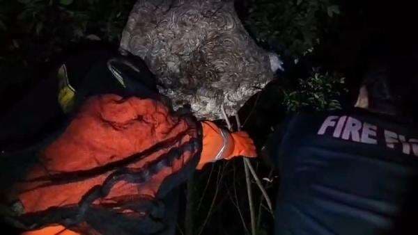 Petugas Damkar Evakuasi Sarang Tawon Vespa berukuran besar yang Membahayakan Warga Petugas Damkar Evakuasi Sarang Tawon Vespa berukuran besar yang Membahayakan Warga