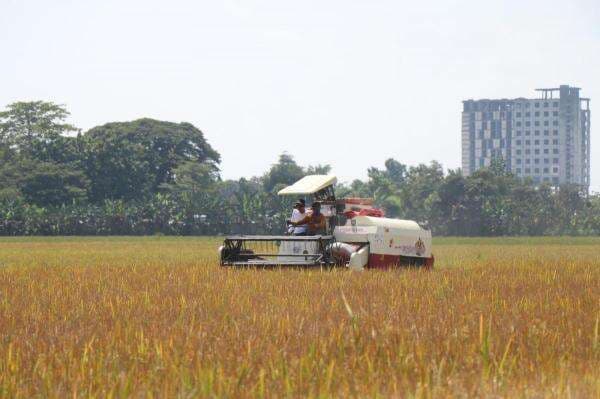 Panen Raya Padi di Bojonegoro Seluas 1.500 Hektar, Ini Produksi Gabah yang Dihasilkan Panen Raya Padi di Bojonegoro Seluas 1.500 Hektar, Ini Produksi Gabah yang Dihasilkan