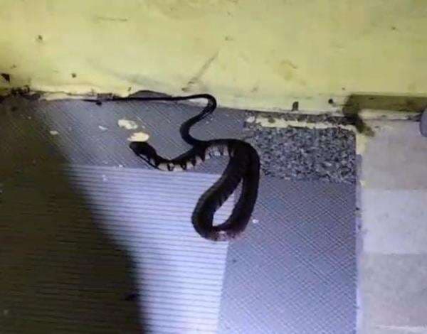 Petugas Damkar Evakuasi Ular Berbisa Hanjaliwan di Kamar Rumah Warga Petugas Damkar Evakuasi Ular Berbisa Hanjaliwan di Kamar Rumah Warga