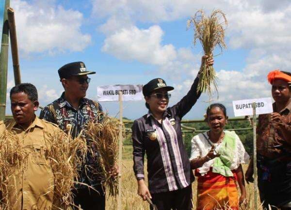Bupati SBD: Tenaga Kontrak Tidak Akan Diabaikan, Evaluasi Jadi Kunci Lanjutkan Pengabdian Bupati SBD: Tenaga Kontrak Tidak Akan Diabaikan, Evaluasi Jadi Kunci Lanjutkan Pengabdian