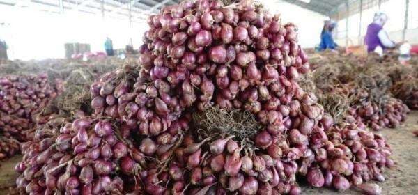 Harga Bawang Merah Anjlok Saat Panen, Petani Bojonegoro Mengeluh Rugi Harga Bawang Merah Anjlok Saat Panen, Petani Bojonegoro Mengeluh Rugi